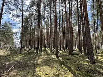 Briesenitzberg, Blick nach Süden