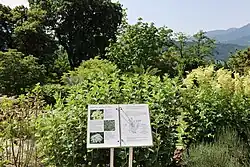 Eine weiße Informationstafel ist vor grünen Pflanzen angebracht. Pflanzen und deren medizinischer Anwendungsbereich sind beschrieben. Die Informationstafel steht im Heil- und Nutzpflanzengarten des Botanischen Gartens der Universität Innsbruck in Hötting.