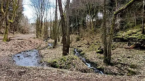 Zufluss Heilkuhlbach im Schluchtwald