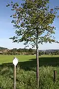 Nachgepflanzter Baum Nr.&nbsp;46