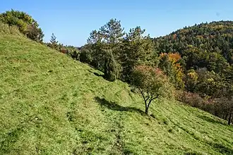 Kalkrasenhang bei Heldmannsberg im Herbst
