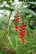 Heliconia rostrata.