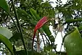 Heliconia schiedeana