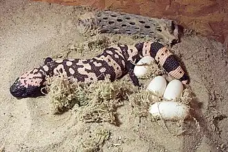 Eiablage im Terrarium