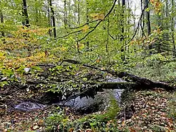 Totholz am Hemker Bach