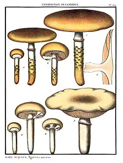 P. Bulliards Tafel 549