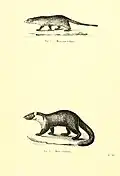 Ichneumon (Herpestes ichneumon) & Baummarder (Martes martes) illustriert von Louis Victor Bevalet