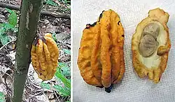 Herrania albiflora, Herrania balaensis, Herrania nycterodendron u.&nbsp;a. (ähnliches Bild)