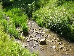 Hergstbach mit Mädesüß auf den letzten Metern seines Weges