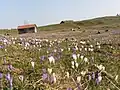 Krokusblüte auf dem Heuberg