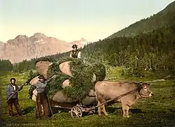 Ochse mit Nackenjoch im Engadin um&nbsp;1900
