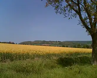 Stellenweise mit Gebüsch durchzogenes Grünland kennzeichnet den Heukenberg.