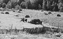 Von August bis Herbst werden in Ushguli (Oberswanetien, Kaukasus) die Weiden für die Viehfütterung im Winter gemäht.