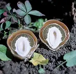 Nur noch im Jugendstadium als Hexenei ist erkennbar, dass die Stinkmorchel eigentlich ein Bauchpilz ist.