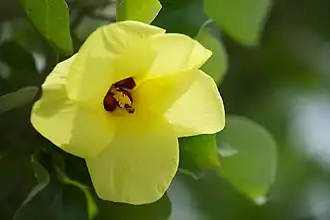 Hibiscus hamabo