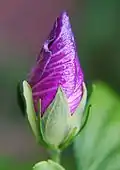 Knospe kurz vor dem Aufblühen; zu erkennen ist der grüne Außenkelch und hellere Kelch