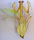 Indische Riesengottesanbeterin aus der Zoologischen Staatssammlung München