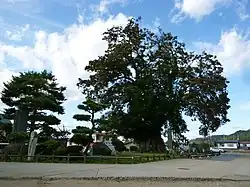 Japanische Zelkove in Higashine