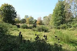 Besenginster / Besenheide am Sandberg