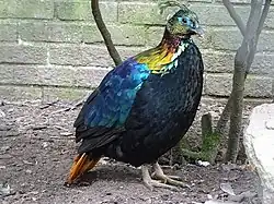 Rostschwanz-Glanzfasan, Männchen