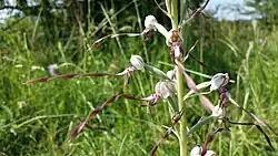 Adria-Riemenzunge auf Werk X