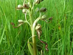 Bocks-Riemenzunge (Himantoglossum hircinum) im Bliesgau