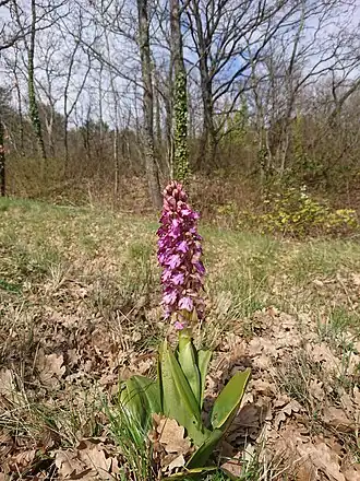 Fund von Himantoglossum in der Nähe von Gordes