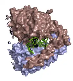 Endonuklease HindIII