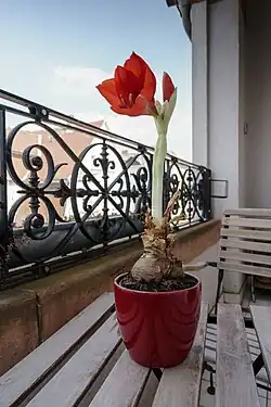 Hippeastrum in Blumentopf und Übertopf