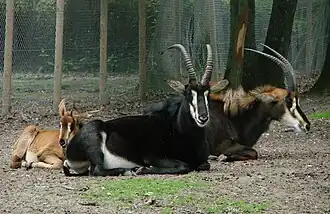 Rappenantilopen (Hippotragus niger)