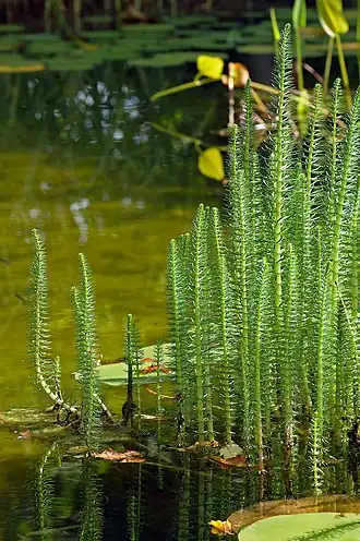 Der Tannenwedel mit quirlständigen Blättern