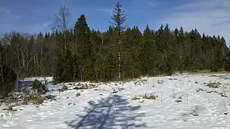 Im Babenstubener Moor mit bewaldetem Hirschbühel im Hintergrund