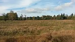 Blick vom Bohlenweg im Hühnerfeld nach Nordosten