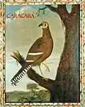 Caracara