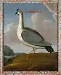 Cariama
