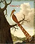 Tingacu