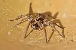 Frontalansicht eines Weibchens mit Beuteresten