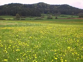 Hohe Zant Blickrichtung West nach Ost
