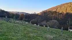 Hohenstein Schafherde