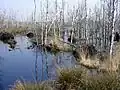 Wiedervernässte Fläche mit abgestorbenem Birkenbruchwald