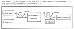 Syntheseweg des Homoglutathions