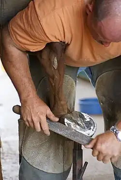 Die Hauptkunst: Pflege des Hufs mit Raspel und Hufmesser, und Vorbereitung des Beschlags