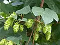 Junge Fruchtstände von Humulus lupulus