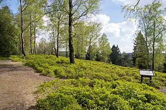 Bergheide auf dem Knickenhagen
