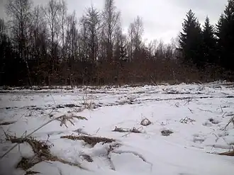 Fläche auf dem Hornberg