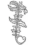 Hortus sanitatis 1491 agrimonia
