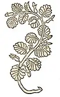 Hortus sanitatis 1491