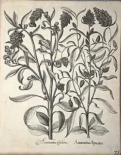 Zwei Amarantarten (Amaranthus), Hortus Eystettensis, 1640