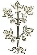 Hortus sanitatis 1491