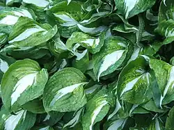 Weißbunte Blätter des Cultivars der Schneefeder-Funkie (Hosta undulata 'Variegata')